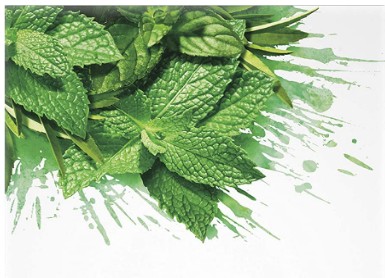 spearmint tea loose pure leaf